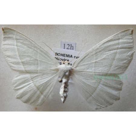 Campaea margaritaria (Linnaeus, 1761) female Ostrolot muszlowiak Czech12h